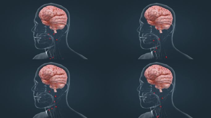 医学 人体 器官 大脑 垂体 分泌 动画