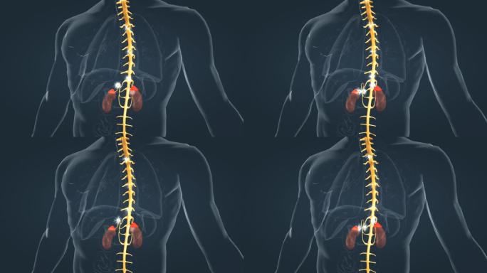 神经传导 肾上腺素 激素 肾脏 腺体