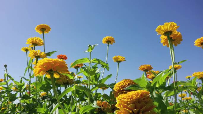 百日菊花丛