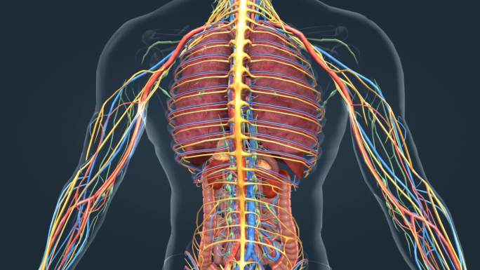 3D人体 医学 器官 神经 动静脉 动画