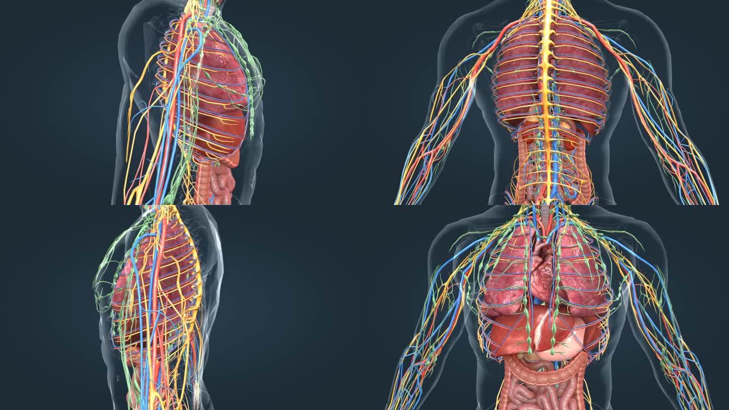 3D人体 医学 器官 神经 动静脉 动画