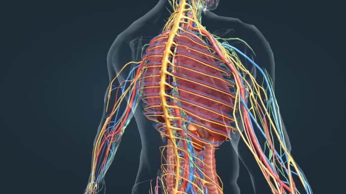 医学动画 人体动画 内分泌系统 肾上腺