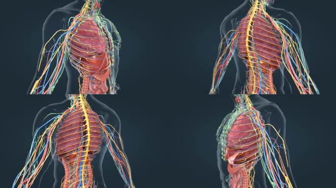 医学动画 人体动画 内分泌系统 肾上腺