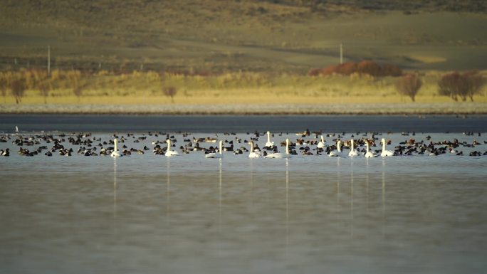 海南州共和县塘格木镇更尕湖的天鹅鸭子