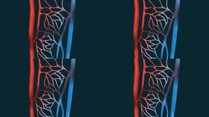 动脉 金曼 循环系统 毛细血管 毛细血管