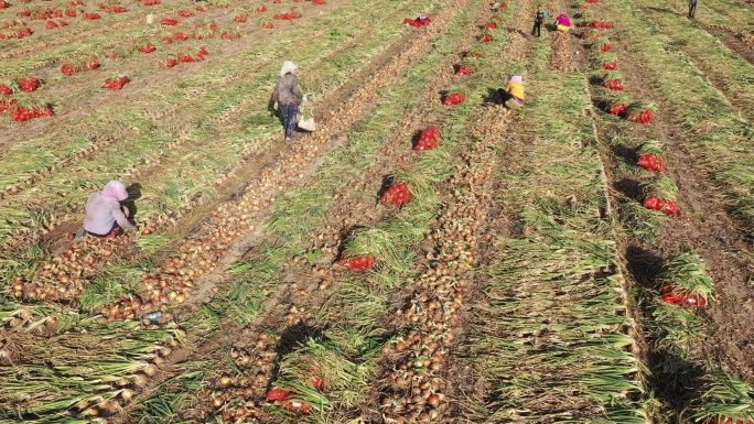 俯拍农妇采挖洋葱