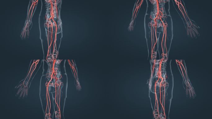 血管动脉腹主动脉髂外动脉医学人体循环系统