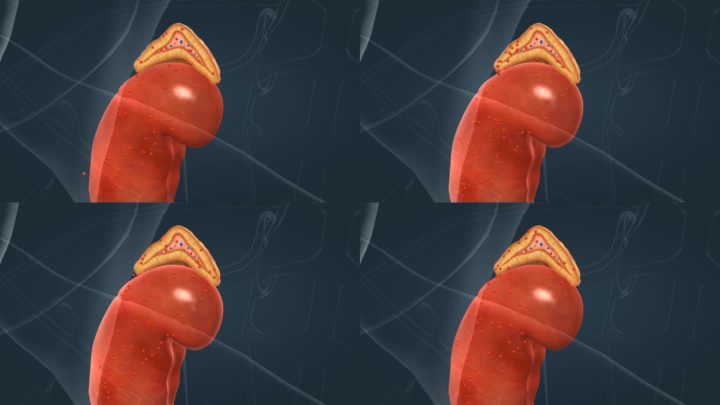 肾上腺 微观 解剖结构 包囊 球状带