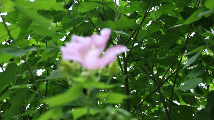 粉色的木芙蓉花朵