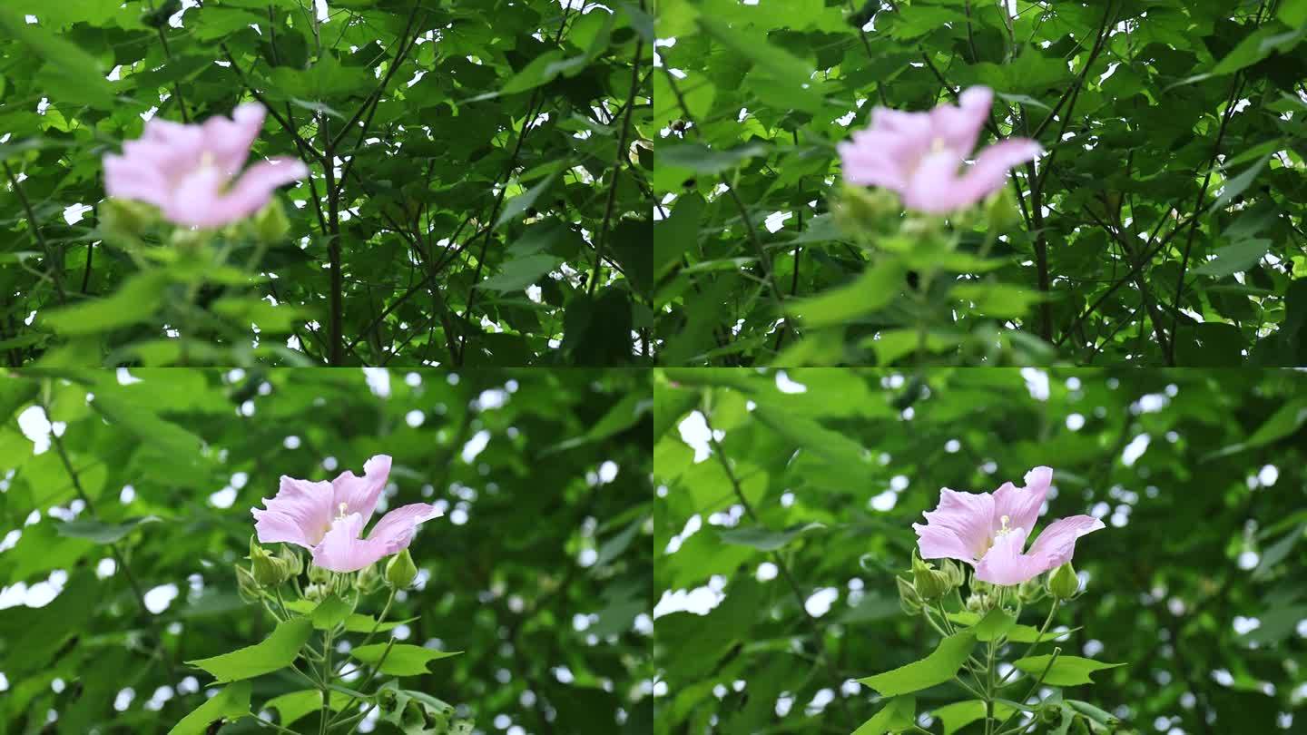 粉色的木芙蓉花朵