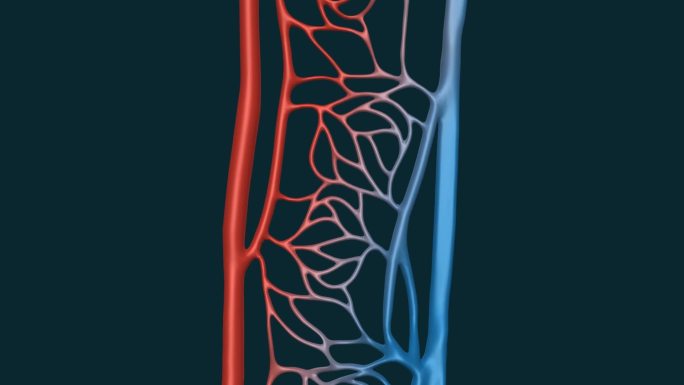 医学血管毛细血管毛细管微静脉肺循环动画