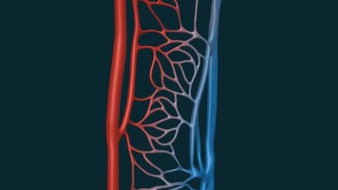 毛细血管 毛细管 血流量 血液循环 动画