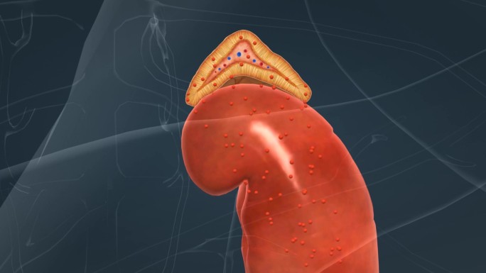 肾上腺 束状带 网状带 髓质 内分泌系统