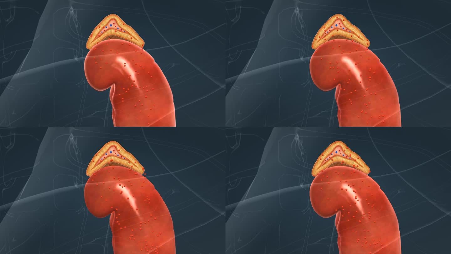 肾上腺 束状带 网状带 髓质 内分泌系统