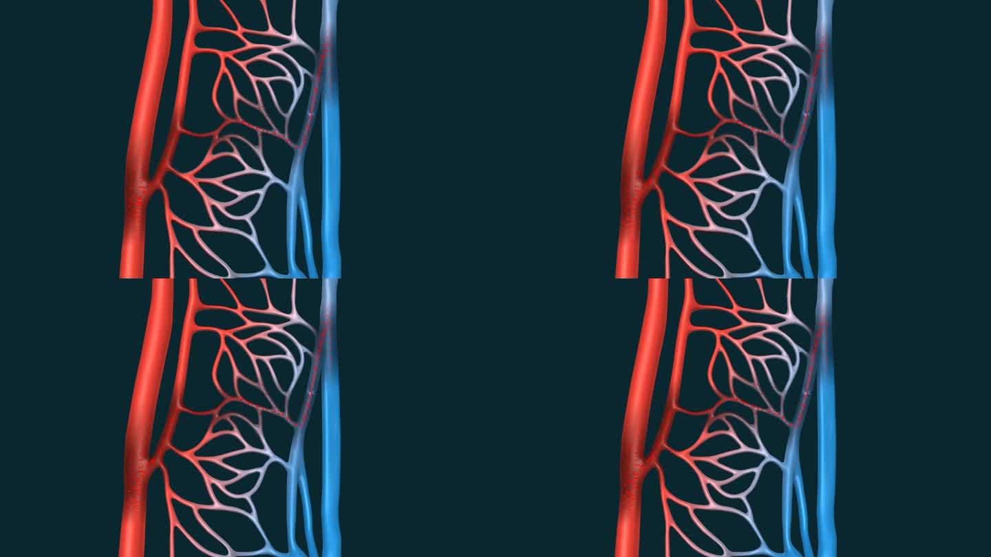 体循环 肺循环 医学 血管 动脉 静脉