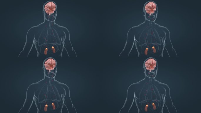 大脑 垂体 肾脏 肾上腺 医学 器官动画