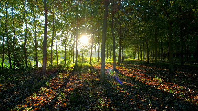 树林日出 树林逆光 阳光照射 早晨的树林