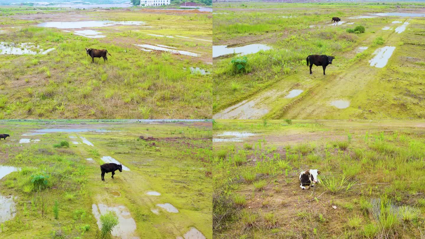 草地上自由放羊的牛4K高清航拍