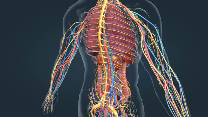 医学人体器官动画 神经 动脉 器官 动画