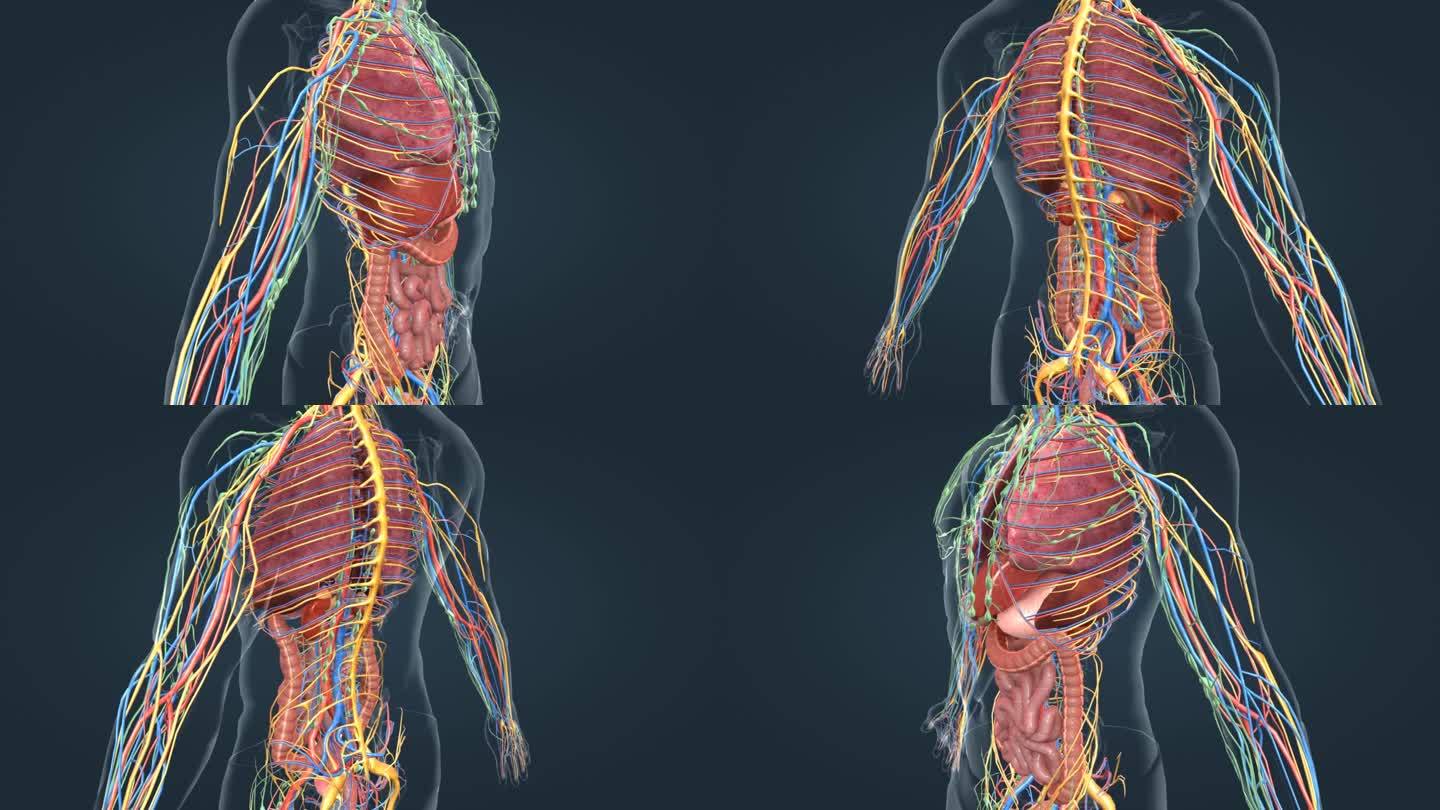 医学人体器官动画 神经 动脉 器官 动画