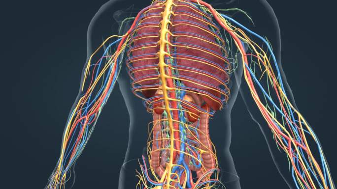 医学 器官 人体 动画 内分泌系统 动画