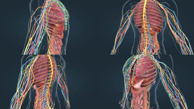 医学 器官 人体 动画 内分泌系统 动画