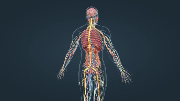 医学解剖人体器官大脑肾脏肺脏神经三维动画