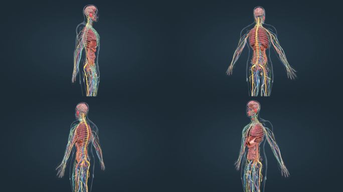 医学解剖人体器官大脑肾脏肺脏神经三维动画