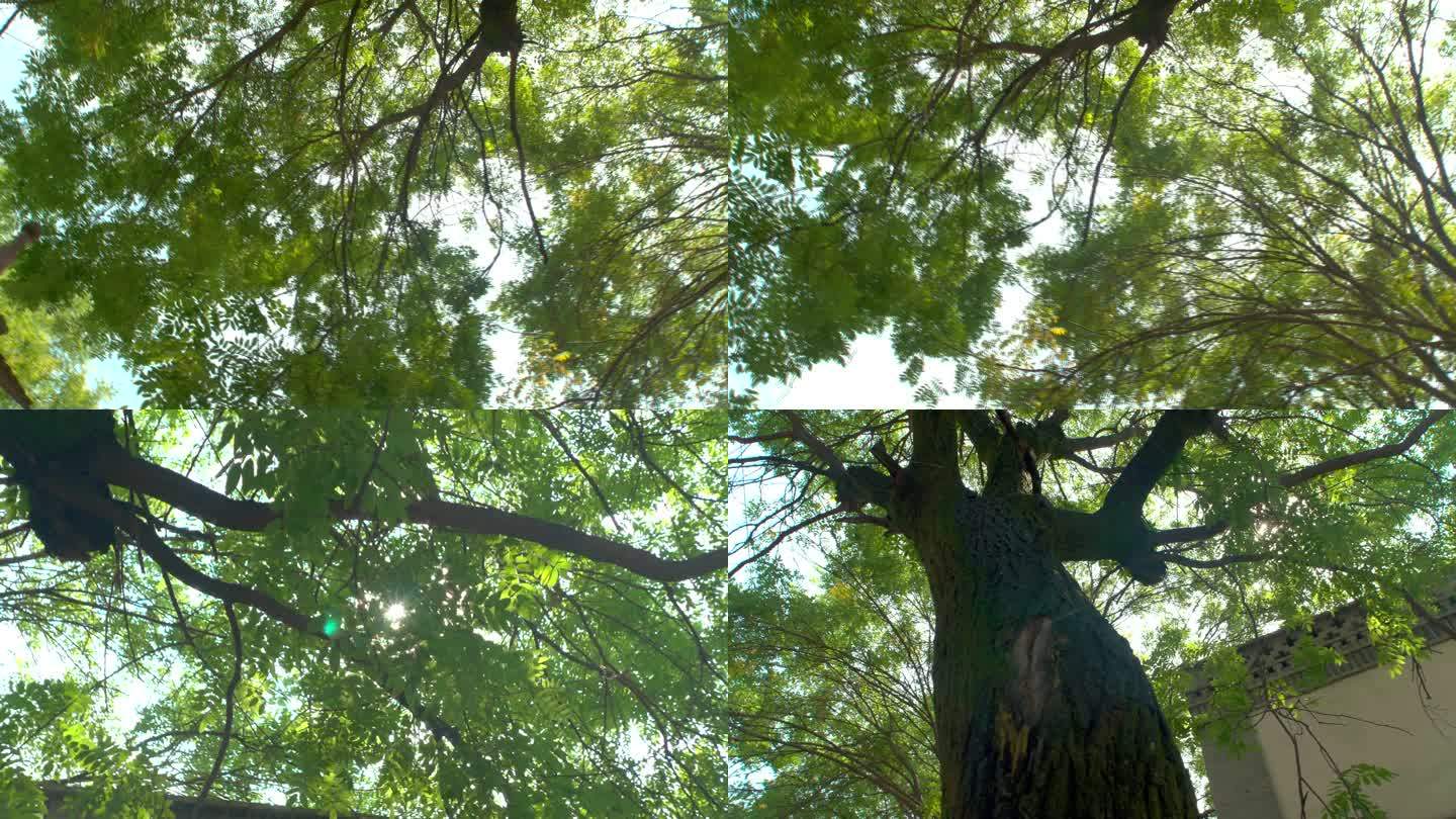 绿树逆光4K高清素材