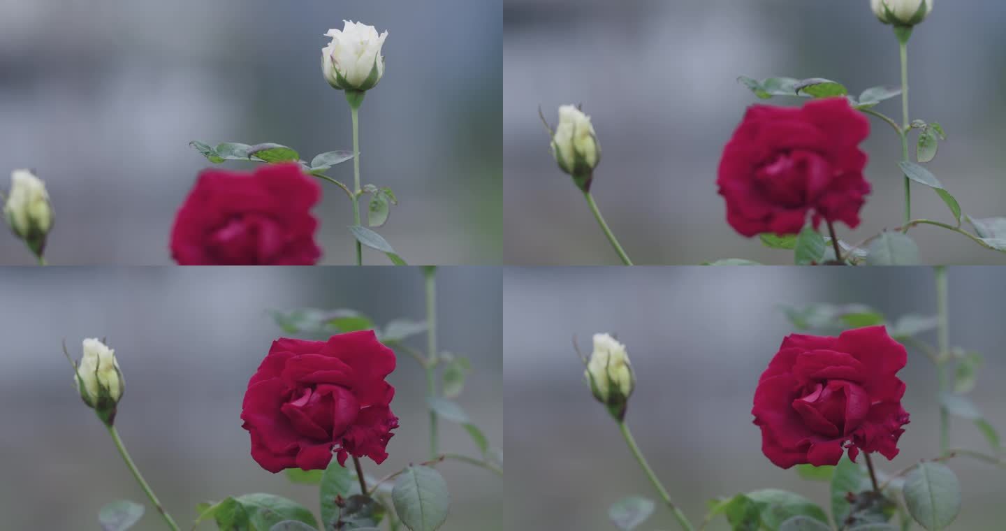 4K玫瑰花