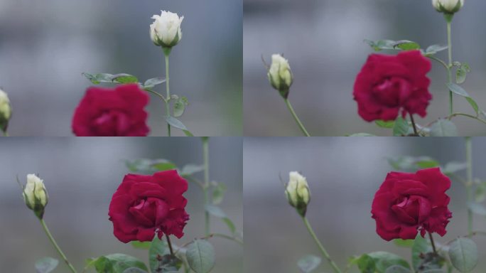 4K玫瑰花