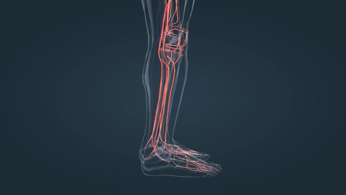 3D人体下肢大动脉血管下肢脚腿动脉动画