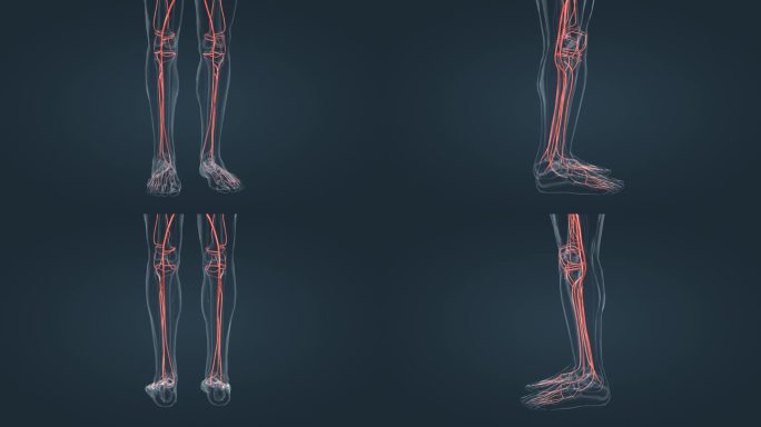 3D人体下肢大动脉血管下肢脚腿动脉动画