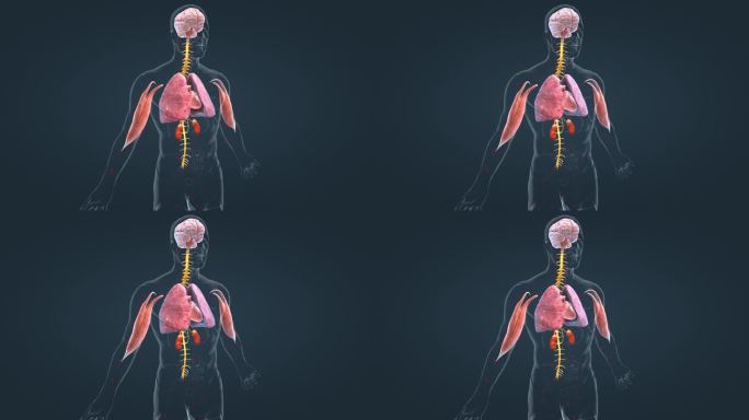 医学人体 器官动画 肾上腺 肺脏 肾脏