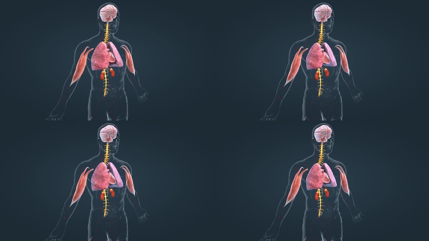 医学人体 器官动画 肾上腺 肺脏 肾脏