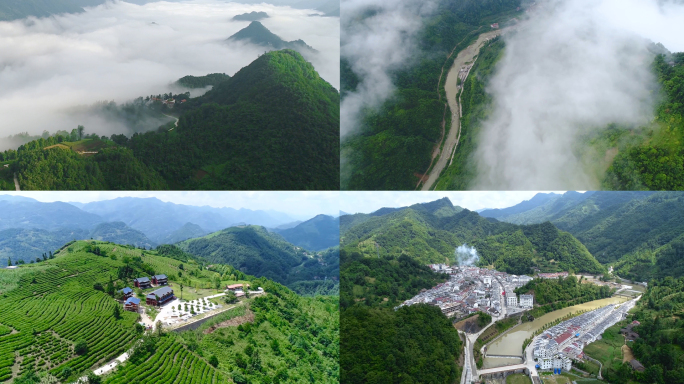 镇巴云海高山茶园