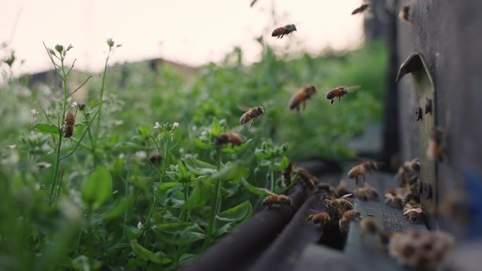 养蜂场的蜜蜂飞舞特写慢镜头