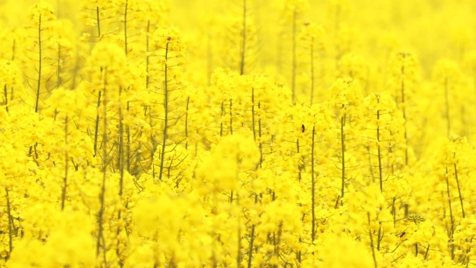 金黄色的油菜花蜜蜂飞舞采蜜