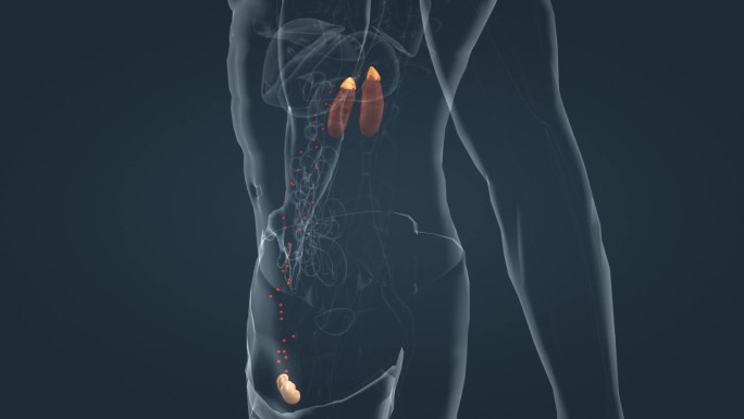 肾上腺素内分泌系统肾脏三维动画医学动画