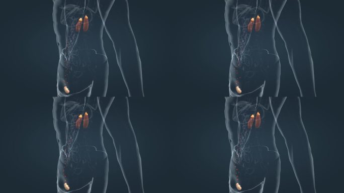 肾上腺素内分泌系统肾脏三维动画医学动画