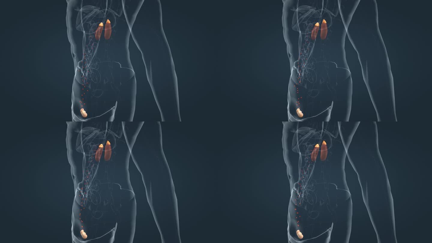 肾上腺素内分泌系统肾脏三维动画医学动画