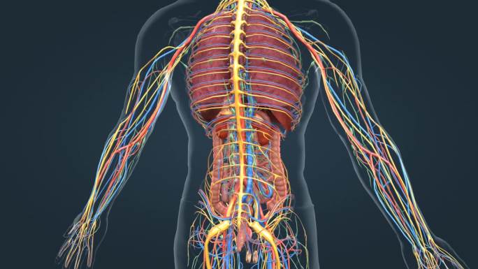 医学 人体 器官 内分泌 神经 肝脏肾脏