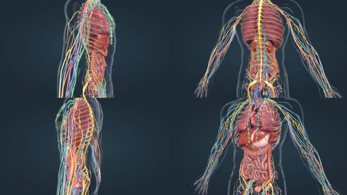 医学 人体 器官 内分泌 神经 肝脏肾脏