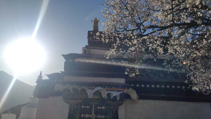 西藏藏式建筑桃花盛开日落时分