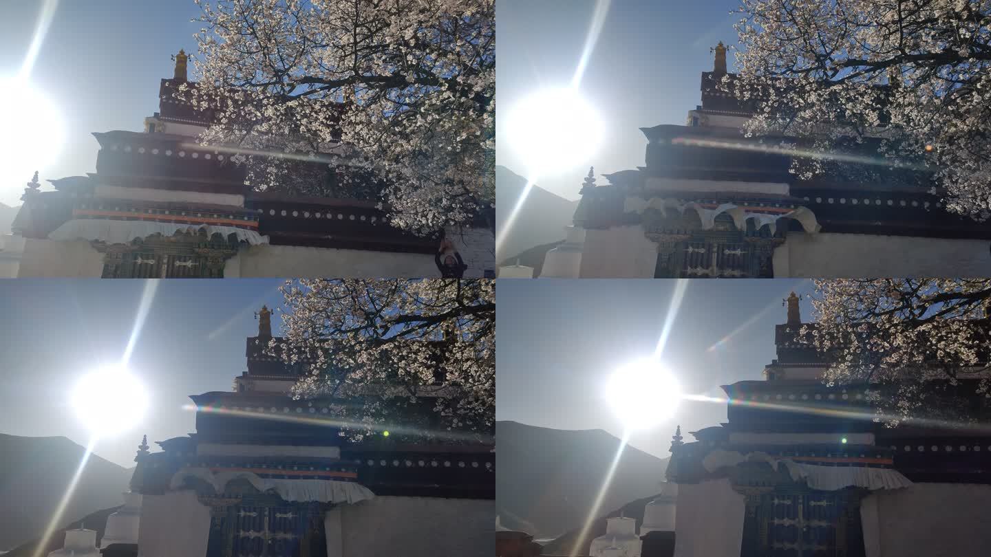 西藏藏式建筑桃花盛开日落时分