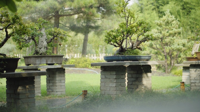 盆景盆栽石榴树结果东方艺术中式园林景观
