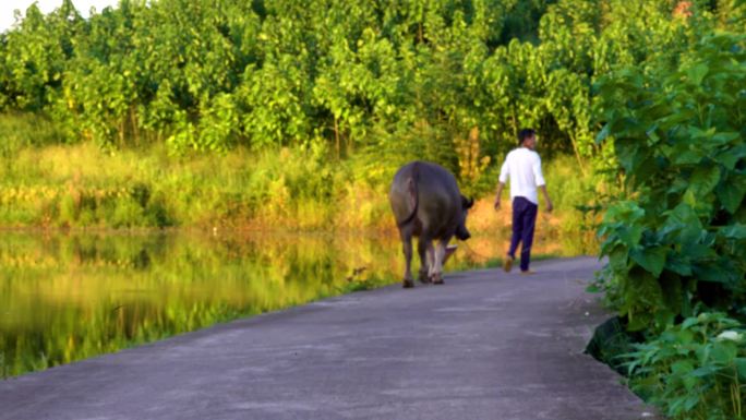 夕阳下牵着牛走过小路的虚焦镜头