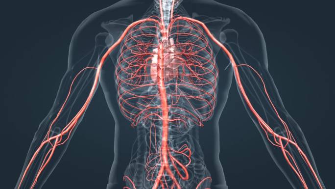 3D 心脏 血管 人体 器官 动脉 循环
