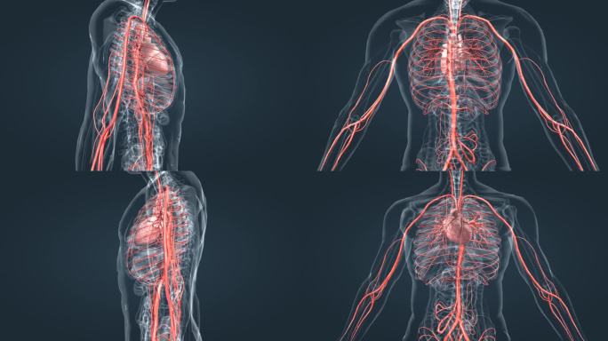 3D 心脏 血管 人体 器官 动脉 循环