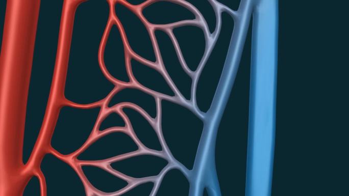 医学人体器官血管微观体循环肺循环三维动画